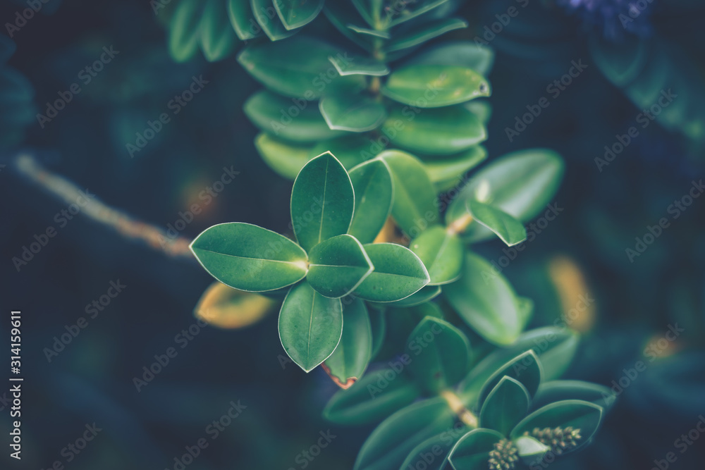 green leaves background; nature background green leaves background; nature background