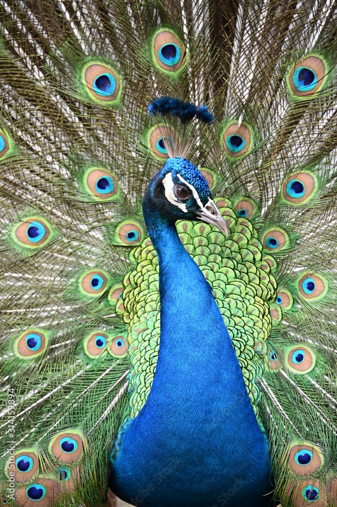 Obraz premium Peacock Colors