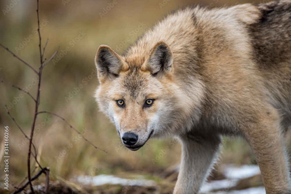 Сlose-up portrait of a wolf. Eurasian wolf, also known as the gray or grey wolf also known as Timber wolf.  Scientific name: Canis lupus lupus. Natural habitat.