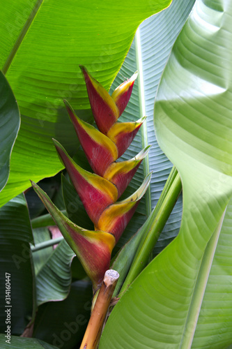 Close-up of a tropical Heliconia bihai x Caribaea 'Jacquinii' flower photo