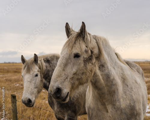 Horses © Donald Wolf