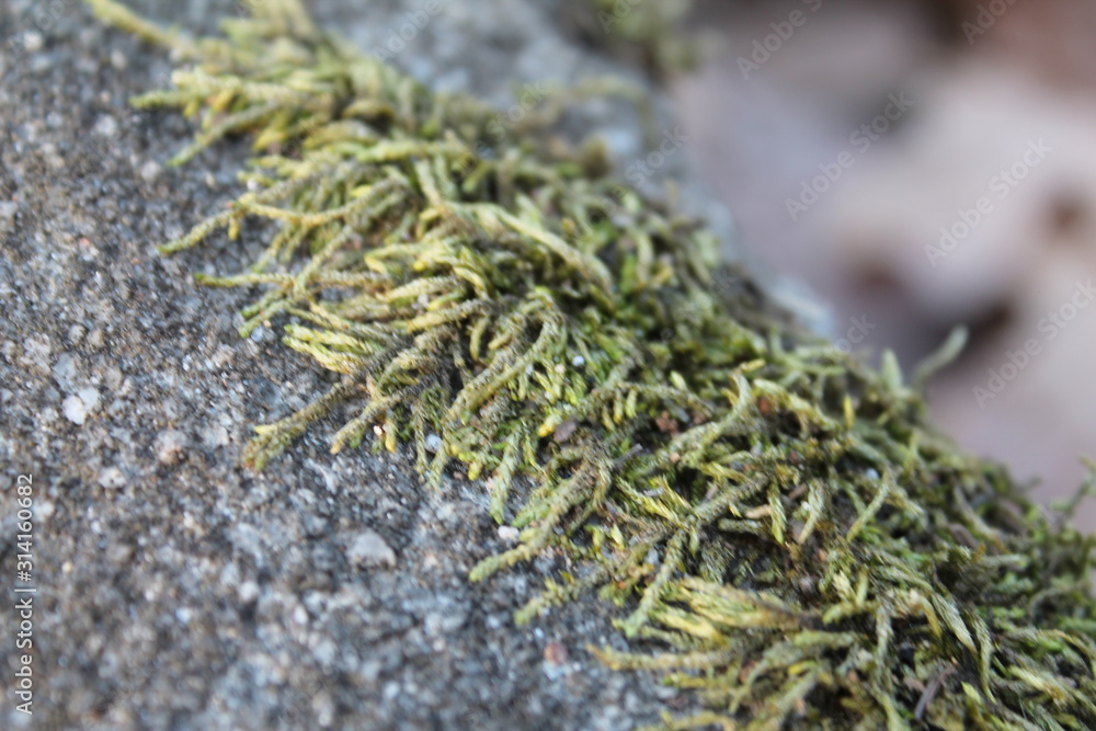 moss on a concrete moss on a concrete
