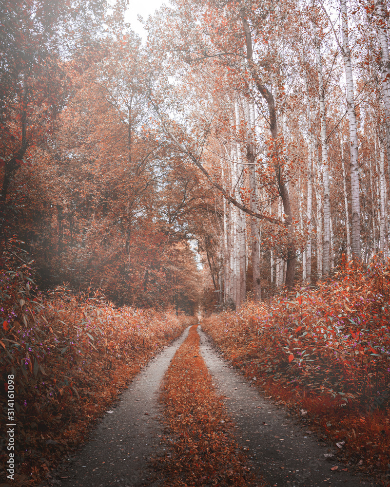 Moody autumn road in the forest. Fall wallpaper with orange colors. Bright scenery light in the background.