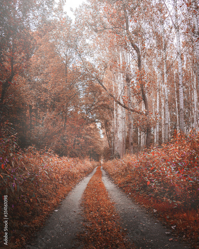 Moody autumn road in the forest. Fall wallpaper with orange colors. Bright scenery light in the background.