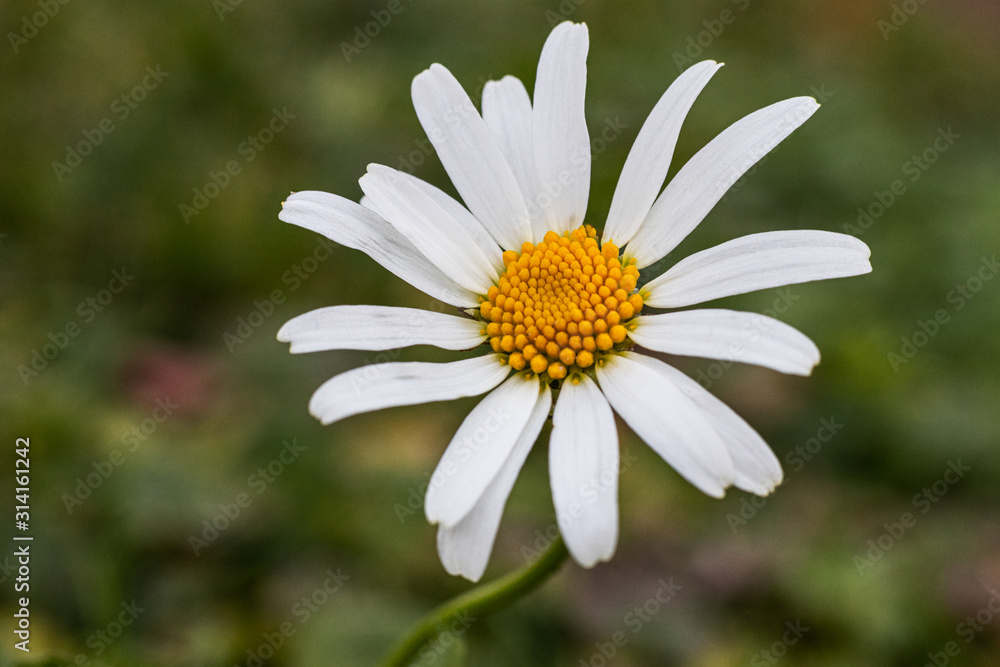 Fototapeta premium Isolated daisy flower macro detail. Grass in the background.