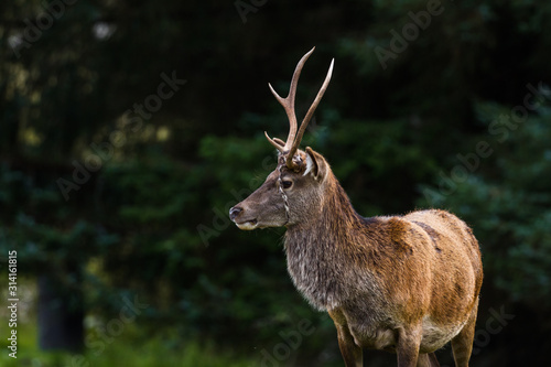 Young Stag in the Highlands © wollertz