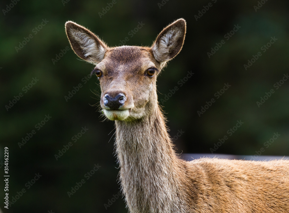 The Scottish red deer - Cervus elaphus scoticus The Scottish red deer - Cervus elaphus scoticus