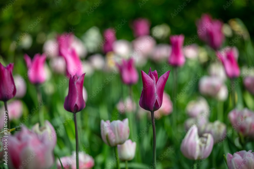 Fototapeta premium Tulip in the Netherlands 