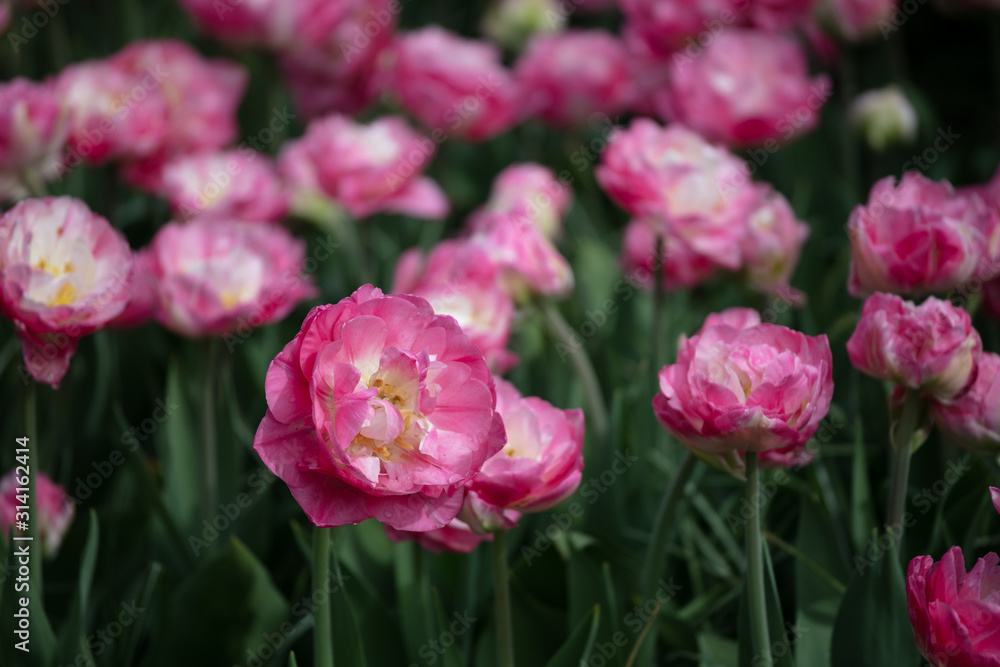 Tulip in the Netherlands 