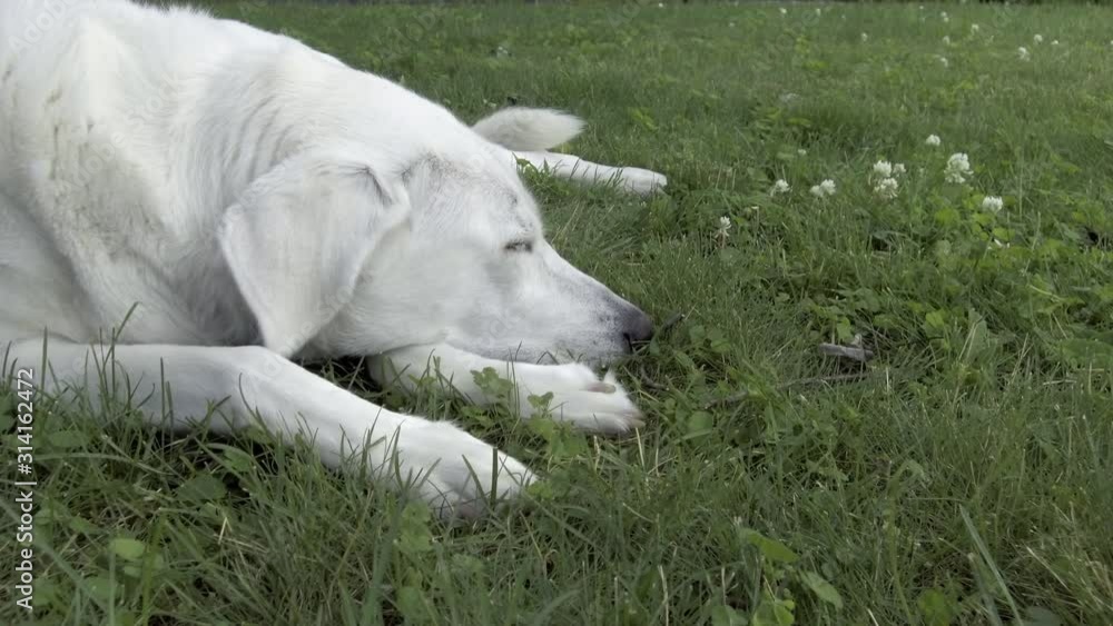 Close Up White Dog Labrador Lying Down on Grass, Sleeping, Sunny Day, 4k Close Up White Dog Labrador Lying Down on Grass, Sleeping, Sunny Day, 4k
