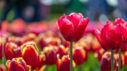 Tulip in the Netherlands 