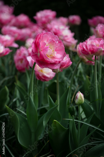 Tulip in the Netherlands 