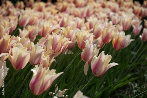 Tulip in the Netherlands 