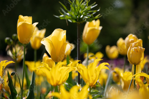 Tulip in the Netherlands 