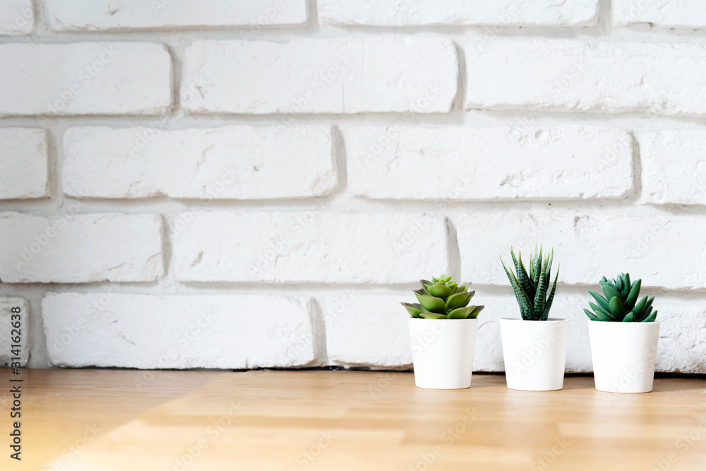 Green plant on a wooden table with white background from brick wall. Copy space Green plant on a wooden table with white background from brick wall. Copy space