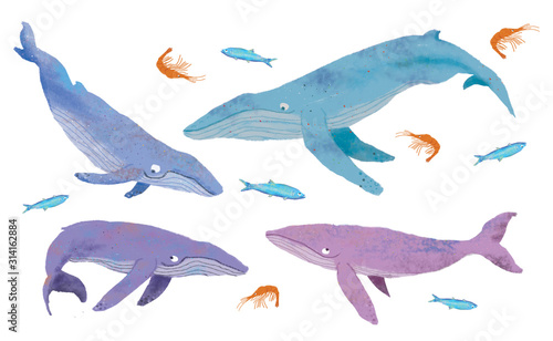 Jewel tone whales