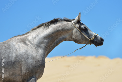 Grey purebred arabian breed stallion stretching neck with traditional show halter as decoration standing on the Yellow Sea beach in China. Animal portrait.
