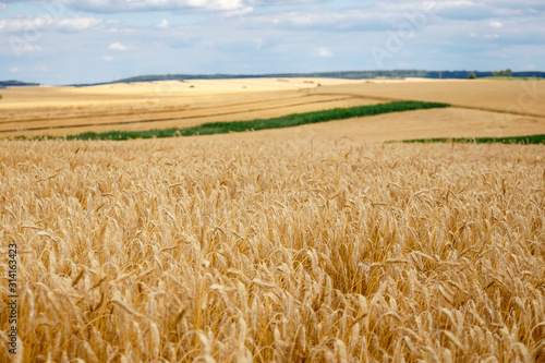 closeup wheat field ripe in gold color. Harvest concept.