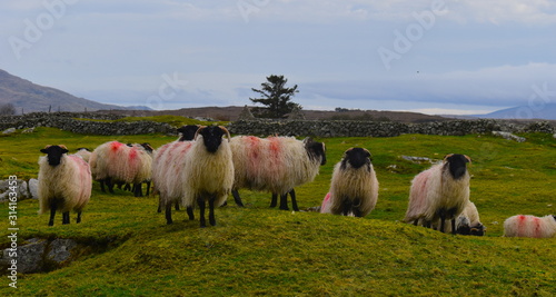 Fototapeta Naklejka Na Ścianę i Meble -  Scottish herd of sheep. Ireland’s sheep flocks are small scale by international standards with size of 106 ewes. Average flock size of 200 in Scotland and 1400 world’s largest exporter New Zealand.