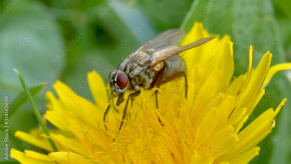 Closer look of the fly on top of the yellow flower Closer look of the fly on top of the yellow flower