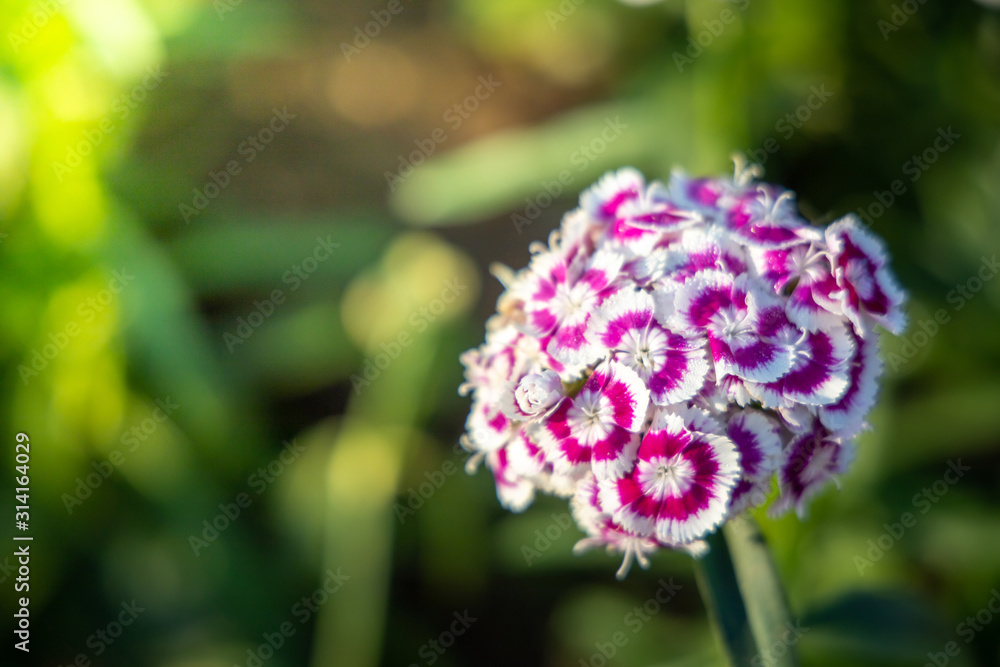 Fototapeta premium The background image of the colorful flowers