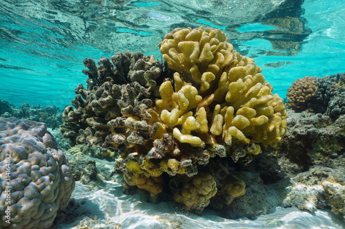 Pocillopora coral healthy on the right part and completely dead on the left, in shallow water, Pacific ocean, French Polynesia, Oceania photo