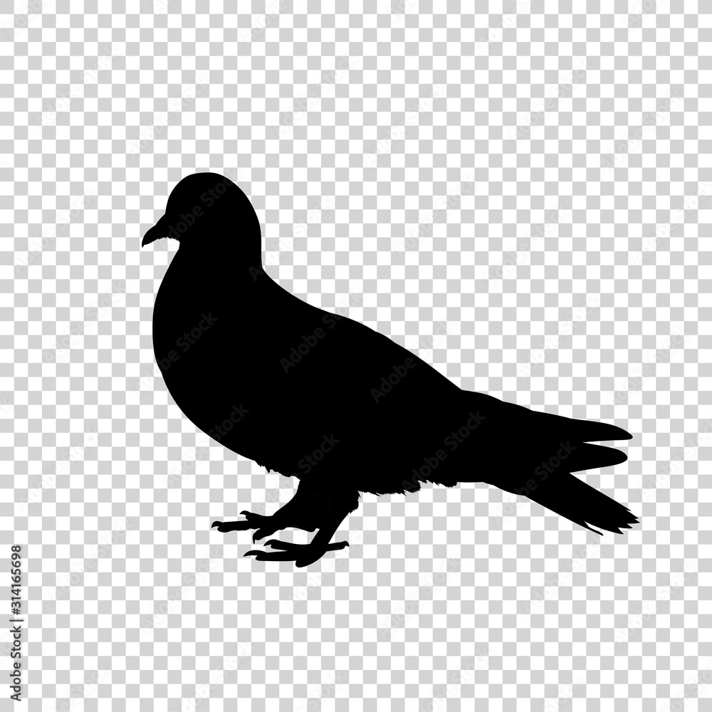 Obraz premium Detailed bird black silhouette isolated on transparent background. Bird icon. Flat style bird sign. Vector illustration