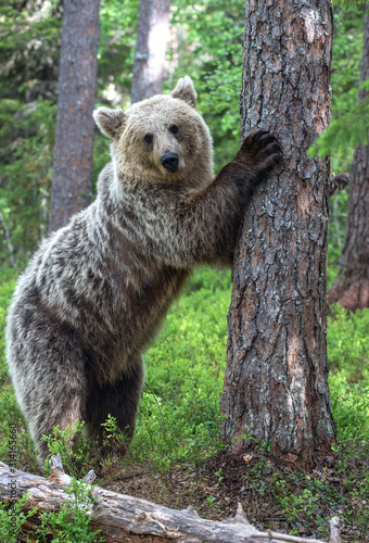 Brown bear stands on its hind legs by a pine tree in a summer forest. Scientific name: Ursus arctos. Natural habitat. Autumn season.