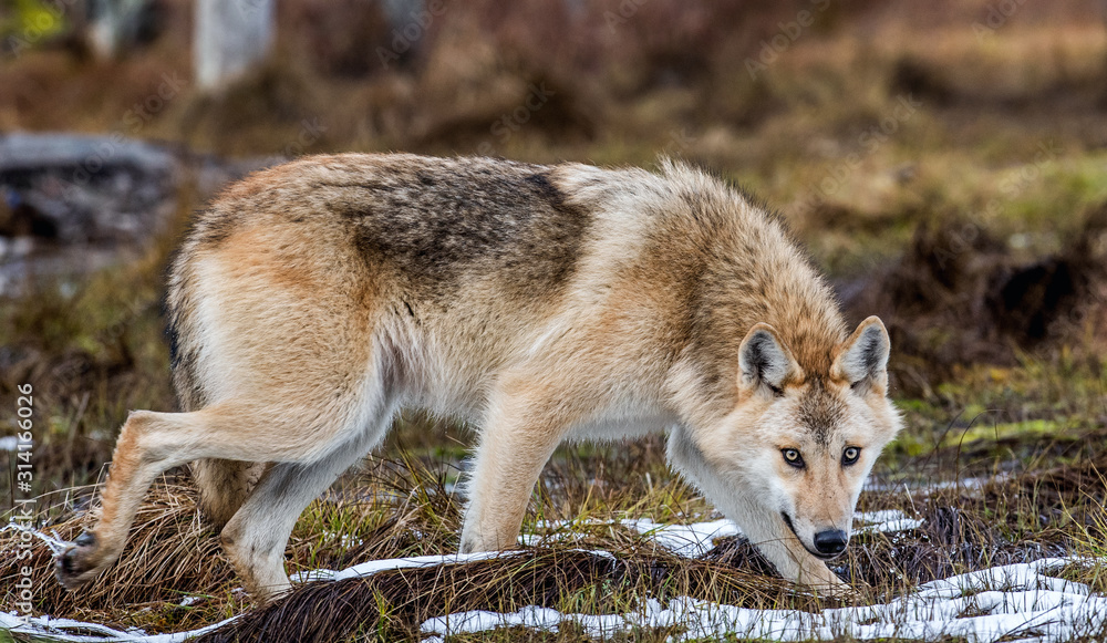 A wolf sneaks through the autumn forest. Eurasian wolf, also known as ...