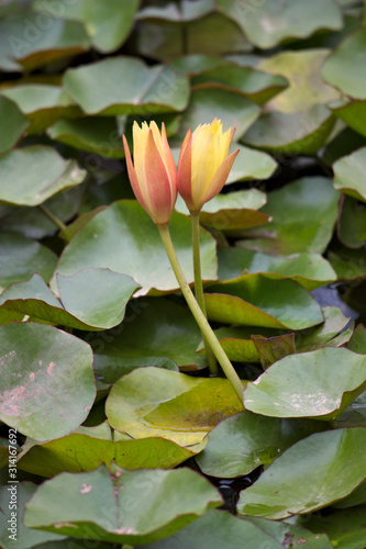 Two waterlily flowers over the waters of a pond