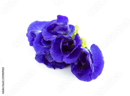 Butterfly pea flower on white background, herb and medical concept