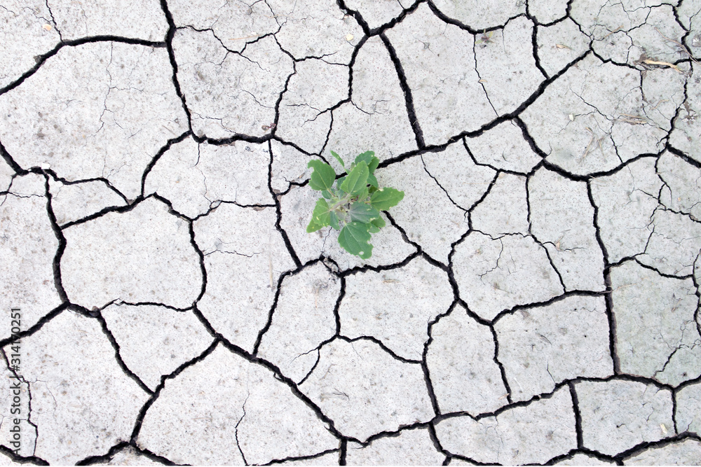 Fototapeta premium Green grass growing up on crack dry land, top view. season of drought