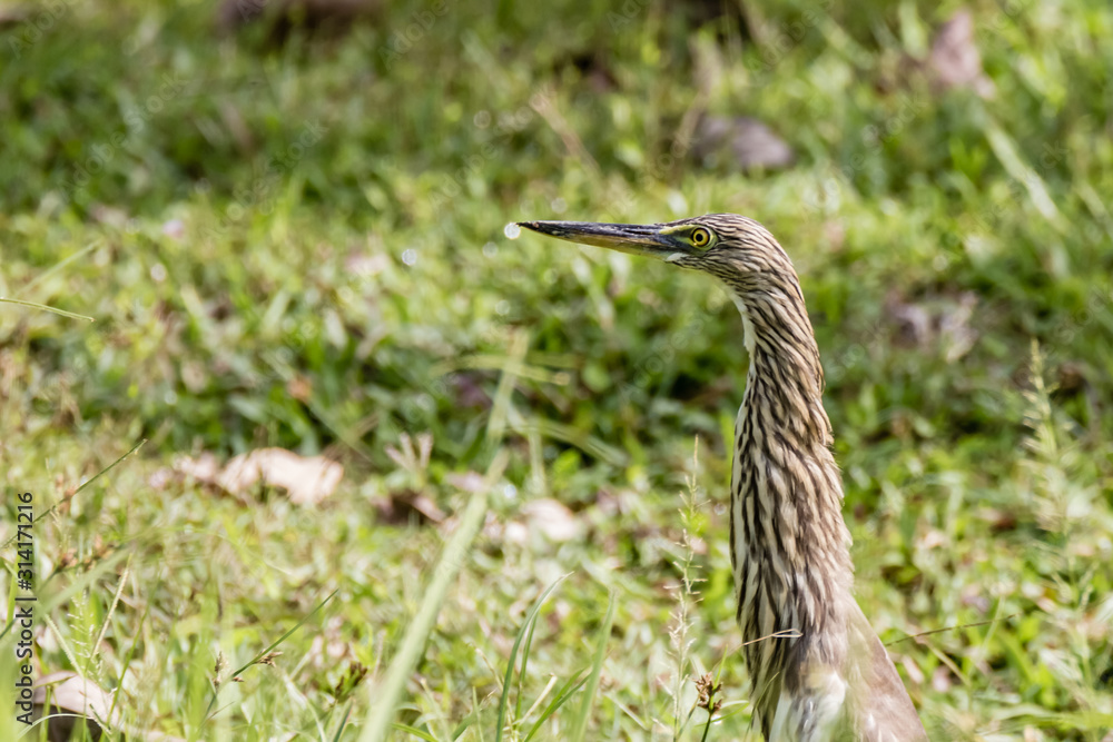 Malagasy pond heron, Chinese pond heron in nature Malagasy pond heron, Chinese pond heron in nature