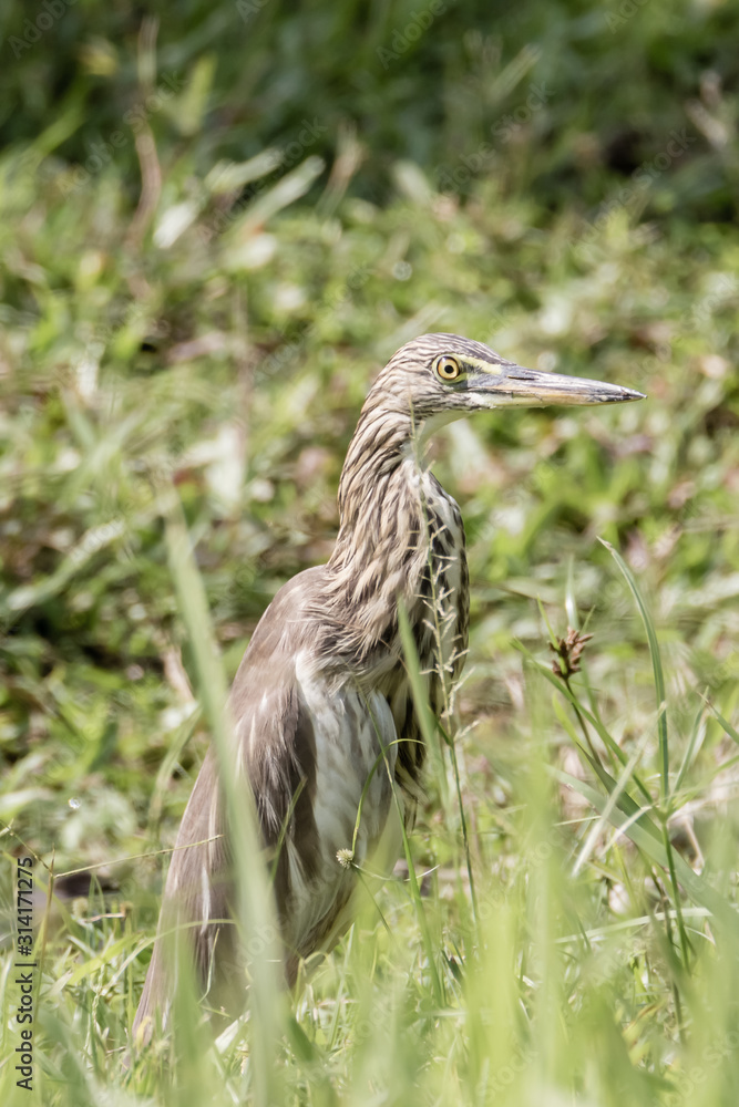 Malagasy pond heron, Chinese pond heron in nature Malagasy pond heron, Chinese pond heron in nature