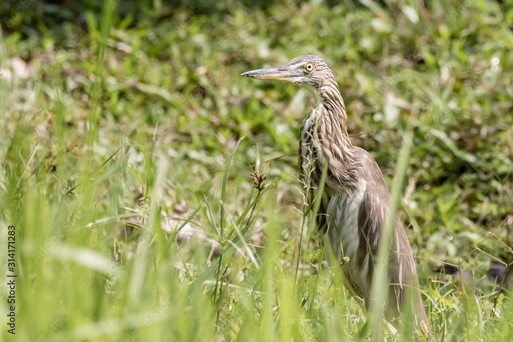 Malagasy pond heron, Chinese pond heron in nature Malagasy pond heron, Chinese pond heron in nature