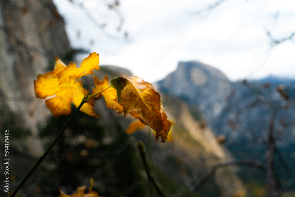 Fotografie autumn leaves and half dome