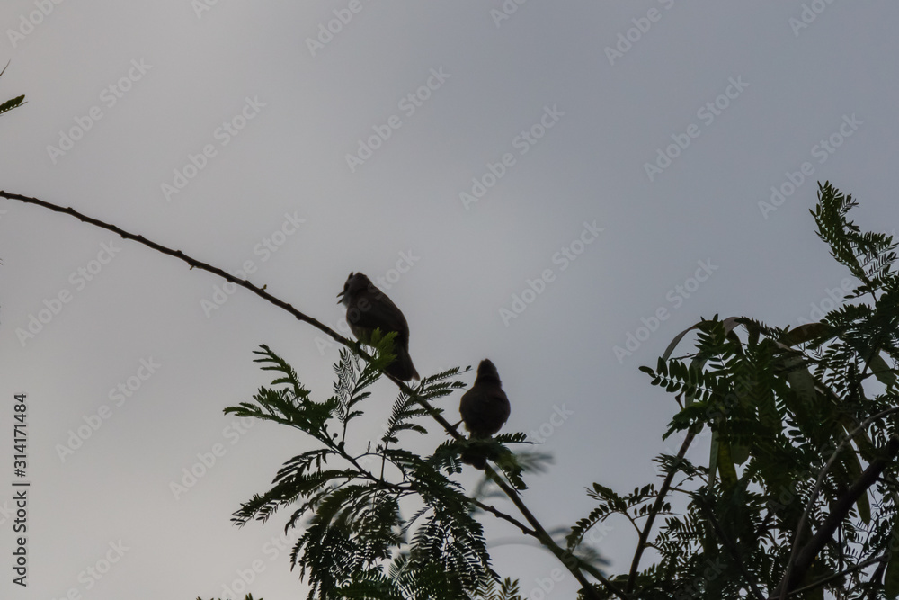 Yellow-vented Bulbul - Pycnonotus goiavier or eastern yellow-vented bulbul, member of bulbul family of passerine birds, resident breeder in southeastern Asia from Indochina to the Philippines Yellow-vented Bulbul - Pycnonotus goiavier or eastern yellow-vented bulbul, member of bulbul family of passerine birds, resident breeder in southeastern Asia from Indochina to the Philippines