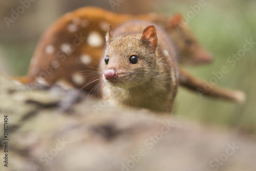 Spotted Quoll © Craig