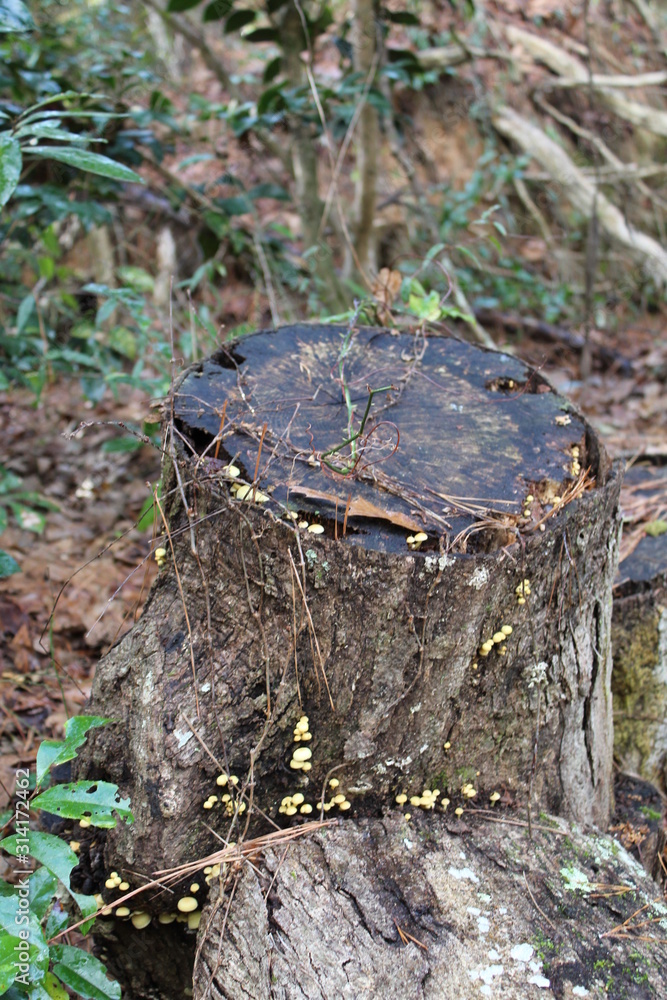 Pretty tree stump Pretty tree stump