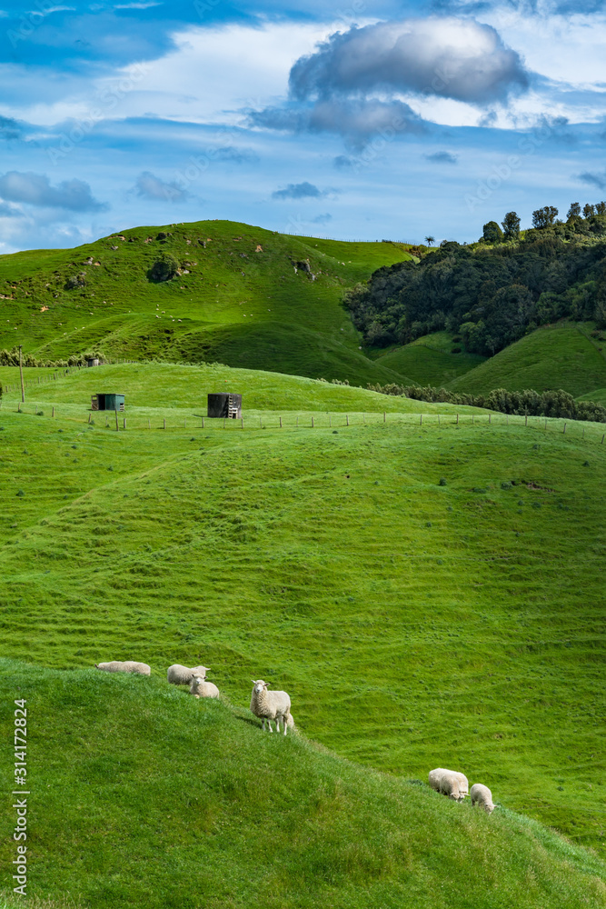 Obraz premium sheep in the mountains