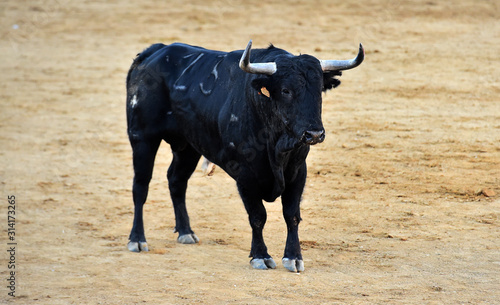 spanish furious bull with big horns