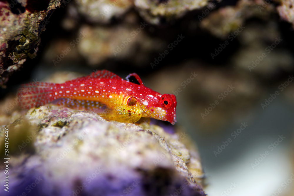Colorful Ruby red saltwater marine fishColorful Ruby red