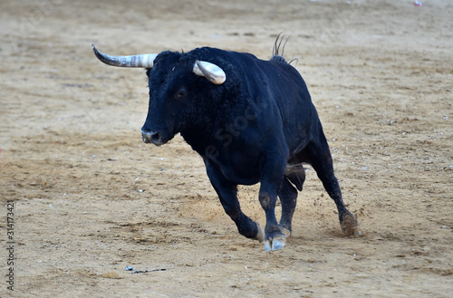 toro bravo español