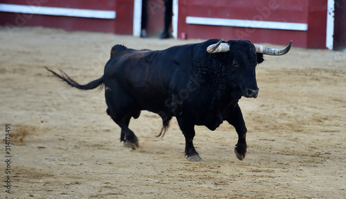toro poderoso español con grandes cuernos