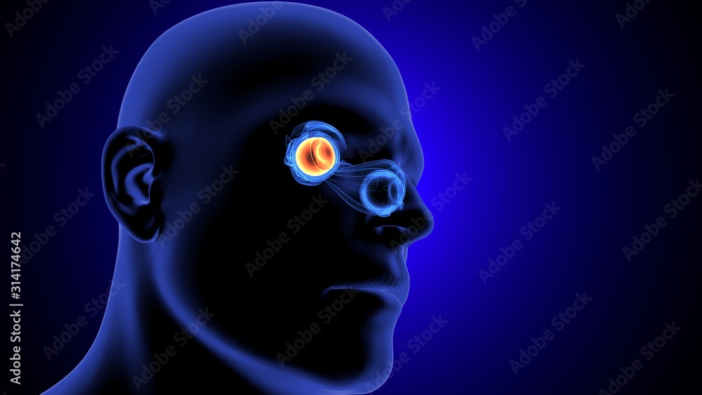 Obraz premium 3d render of eye anatomy parts system