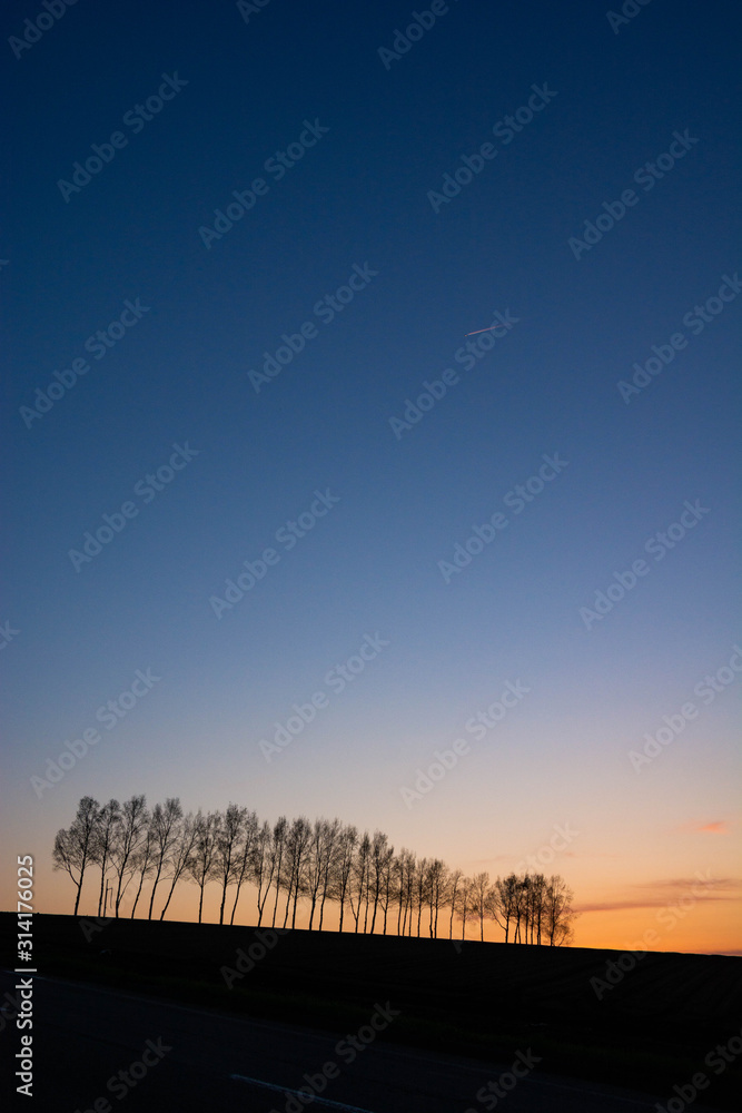 Fototapeta premium 美しい冬の夕焼空とシラカバ並木 美瑛町