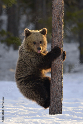 Bear Cub Climbing a Pine Tree. Sunset light in Winter forest. Brown Bear, Scientific name: Ursus Arctos Arctos. Natural habitat. .