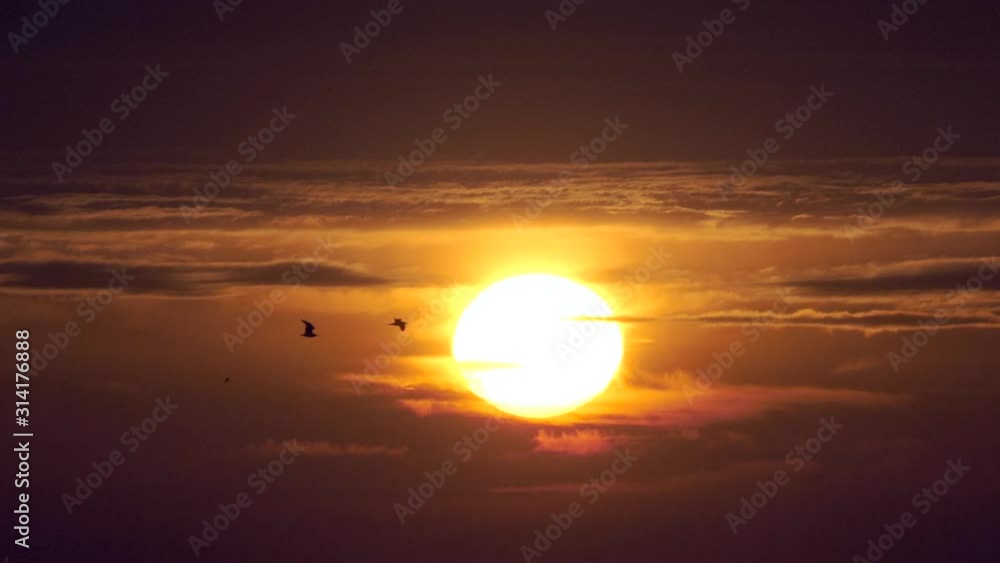 Seagulls fly slowly through huge golden sunrise. Seagulls fly slowly through huge golden sunrise.