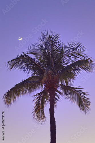 Moon setting with palm tree on the tropical island of Maui.