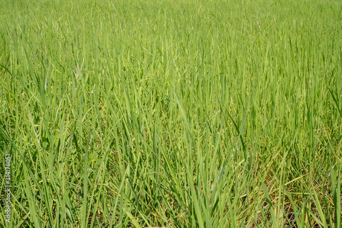 Rice field and sky background with sun rays and the mountain background.